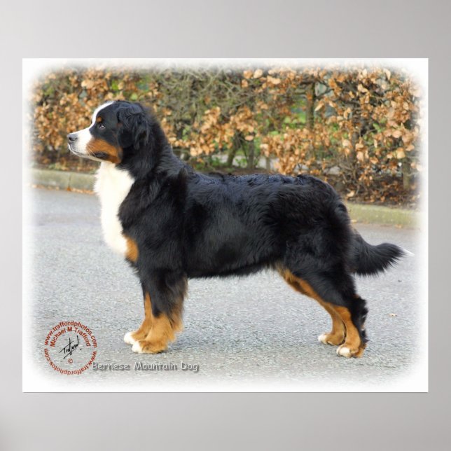 Bernese Mountain Hund 9T066D-221 Poster (Framsidan)