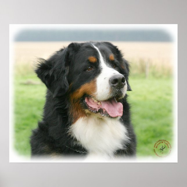 Bernese Mountain Hund 9Y066D-046 Poster (Framsidan)