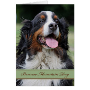 Bernese Mountain Hund Any Tillfälle Blank Inside Hälsningskort