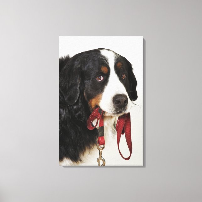 Bernese Mountain Hund (Berner Sennenhund) med Canvastryck (Framsida)
