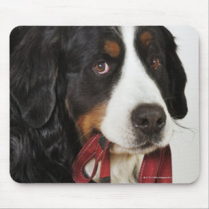 Bernese Mountain Hund (Berner Sennenhund) med Musmatta