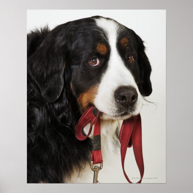 Bernese Mountain Hund (Berner Sennenhund) med Poster (Framsidan)