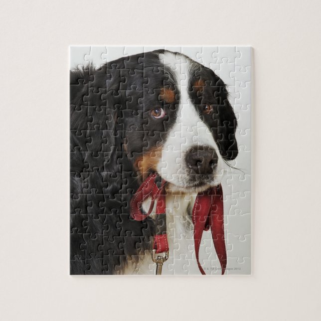 Bernese Mountain Hund (Berner Sennenhund) med Pussel (Vertikal)