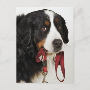 Bernese Mountain Hund (Berner Sennenhund) Vykort