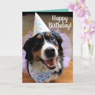 Bernese Mountain Hund Birthday Card Kort