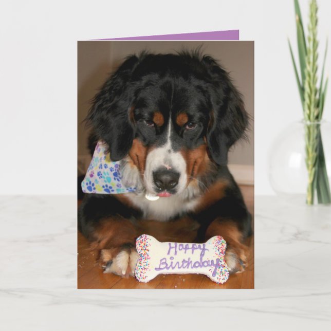 Bernese Mountain Hund Birthday Helgkort (Framsida)