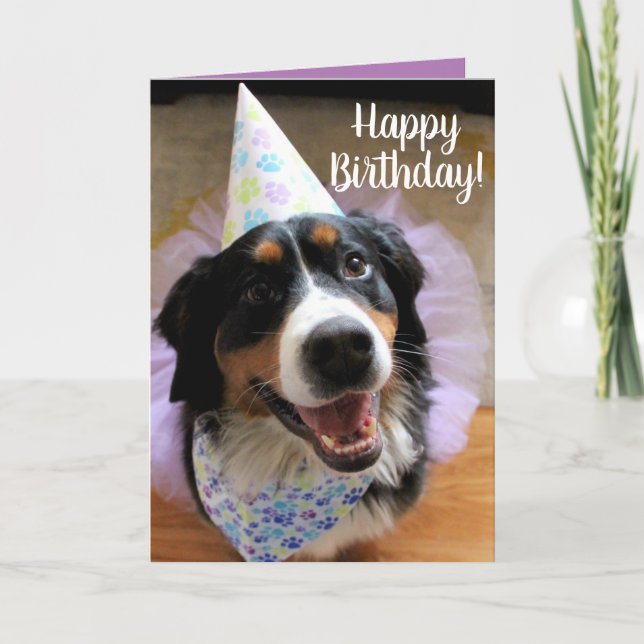 Bernese Mountain Hund Birthday Kort (Framsida)