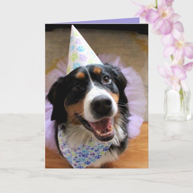 Bernese Mountain Hund Birthday Kort (Orkide)