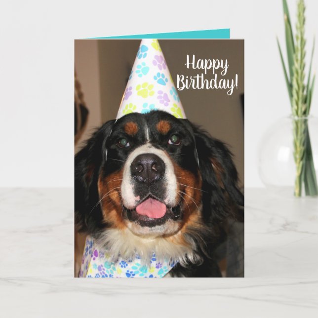 Bernese Mountain Hund Birthday Kort (Framsida)