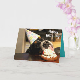 Bernese Mountain Hund Birthday Kort