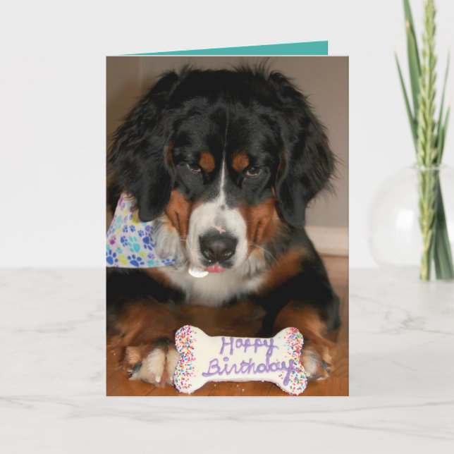 Bernese Mountain Hund Birthday Kort (Framsida)
