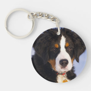 Bernese Mountain Hund - Cute Puppy Photo