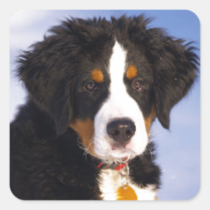 Bernese Mountain Hund - Cute Puppy Photo Fyrkantigt Klistermärke