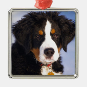 Bernese Mountain Hund - Cute Puppy Photo Julgransprydnad Metall