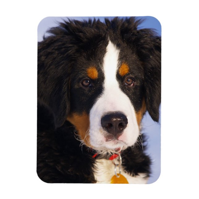 Bernese Mountain Hund - Cute Puppy Photo Magnet (Vertikal)