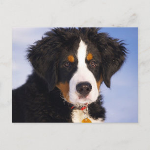 Bernese Mountain Hund - Cute Puppy Photo Vykort