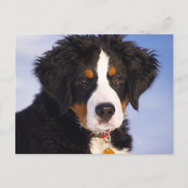 Bernese Mountain Hund - Cute Puppy Photo Vykort (Framsida)