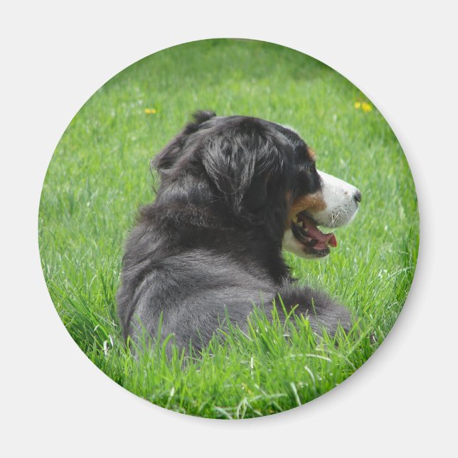 Bernese Mountain Hund Enjoys Sol Magnet (Framsidan)