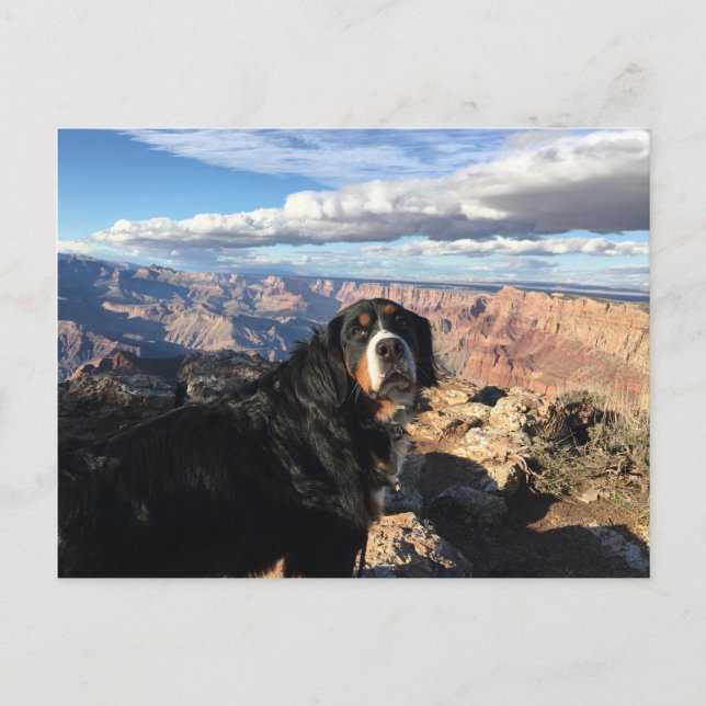 Bernese Mountain Hund Grand Canyon Vykort (Framsida)