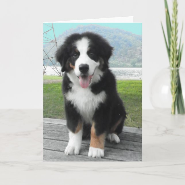 Bernese Mountain Hund Greeting Card Kort (Framsida)