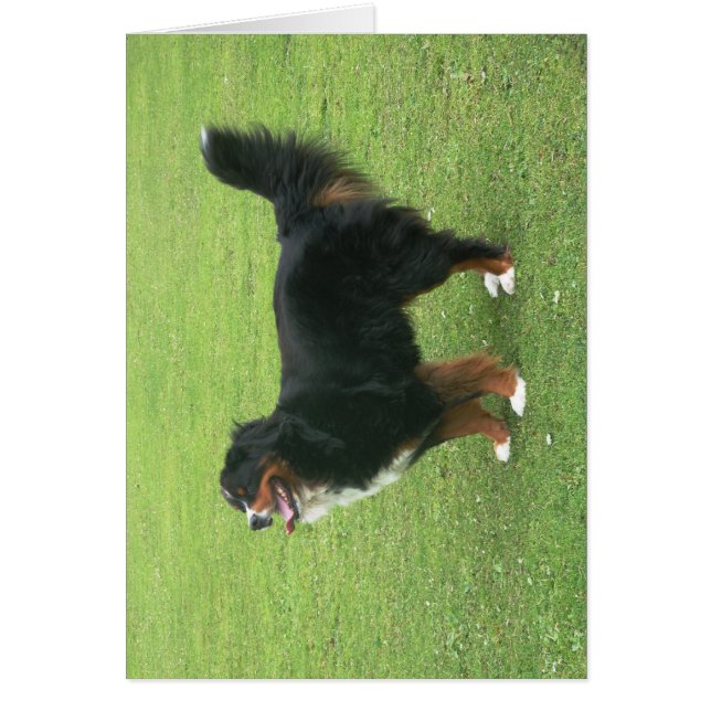 Bernese Mountain Hund Hälsningskort (Framsidan)