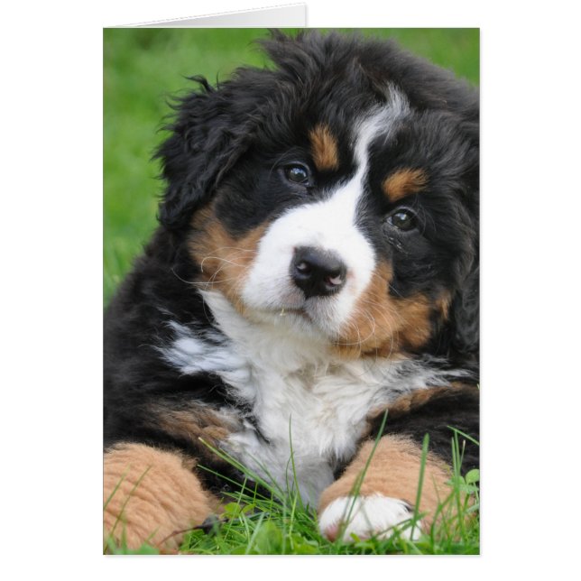Bernese Mountain Hund Hälsningskort (Framsidan)