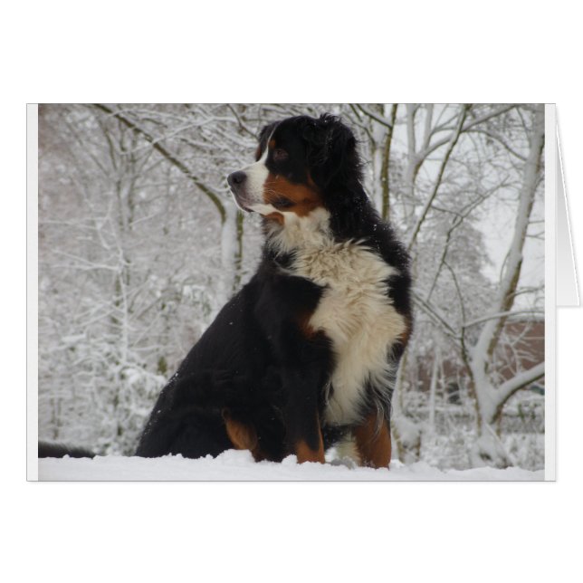 Bernese Mountain Hund Hälsningskort (Framsidan Horizontal)