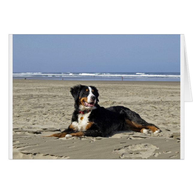 Bernese Mountain Hund Hälsningskort (Framsidan Horizontal)