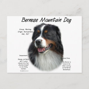 Bernese Mountain Hund History; Allt om Berners Vykort