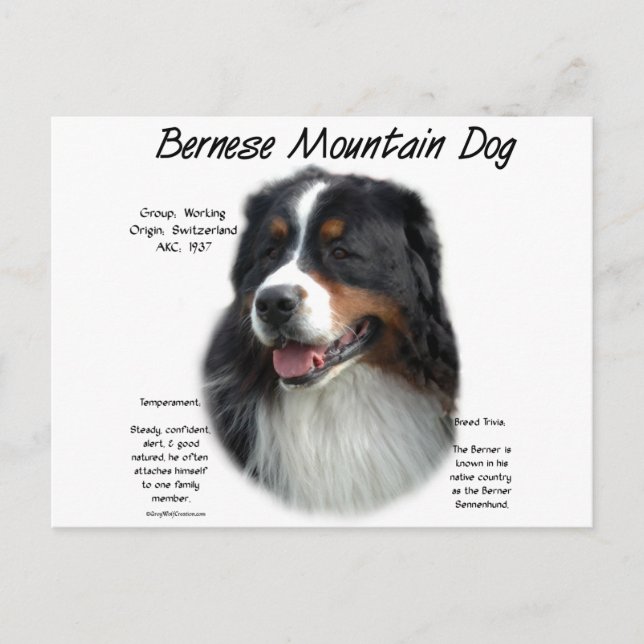 Bernese Mountain Hund History; Allt om Berners Vykort (Framsida)