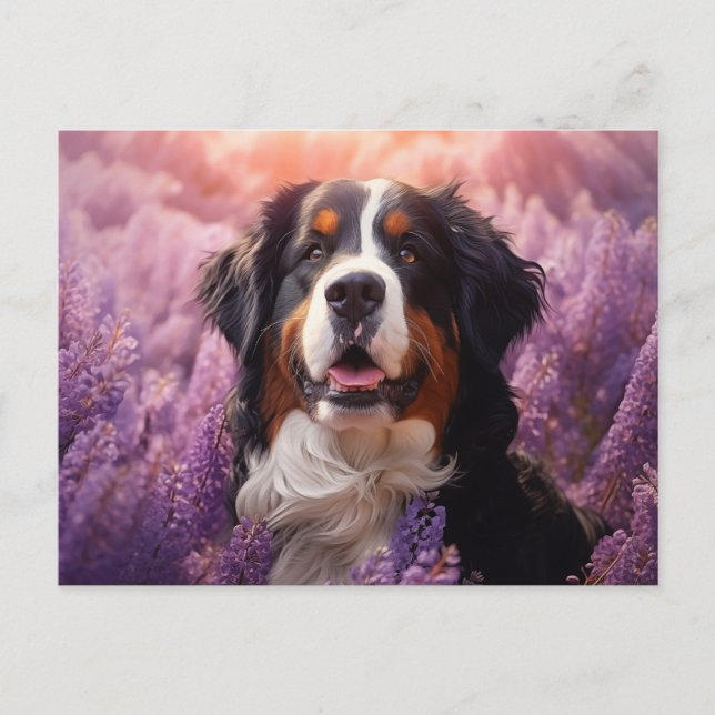 Bernese Mountain Hund in lavenders Vykort (Framsida)