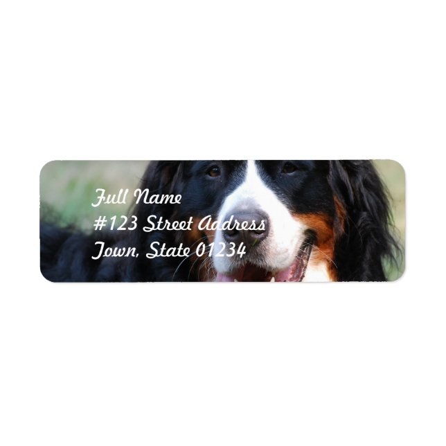 Bernese Mountain Hund Label Returadress Etikett (Framsidan)