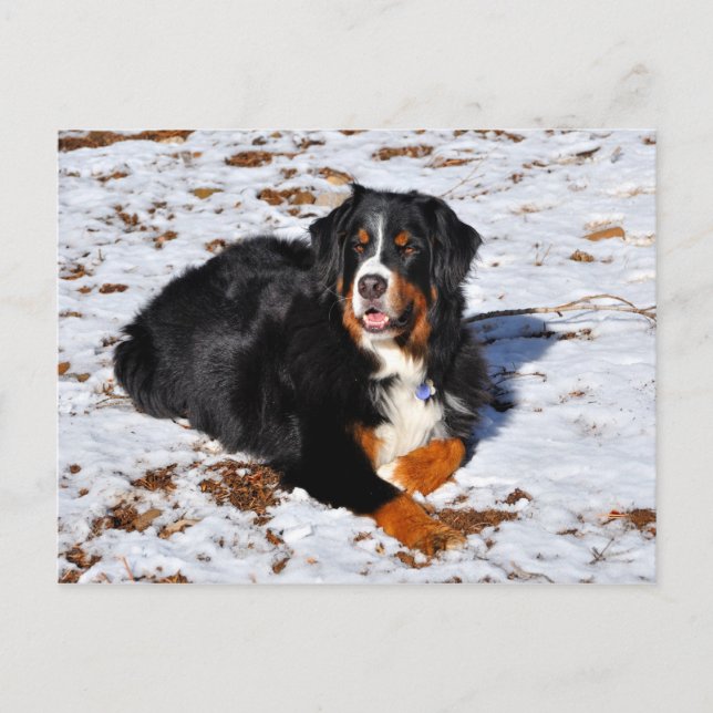 Bernese Mountain Hund leker i snö Vykort (Framsida)