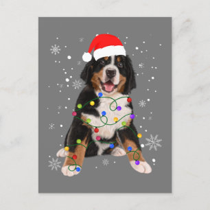 Bernese Mountain Hund Ljus Julmatchning Fam Vykort
