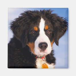 Bernese Mountain Hund Magnet