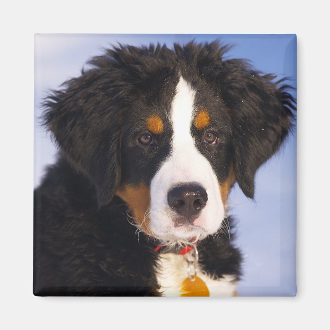 Bernese Mountain Hund Magnet (Framsidan)