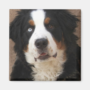 Bernese Mountain Hund Magnet 2 - "Lucy"