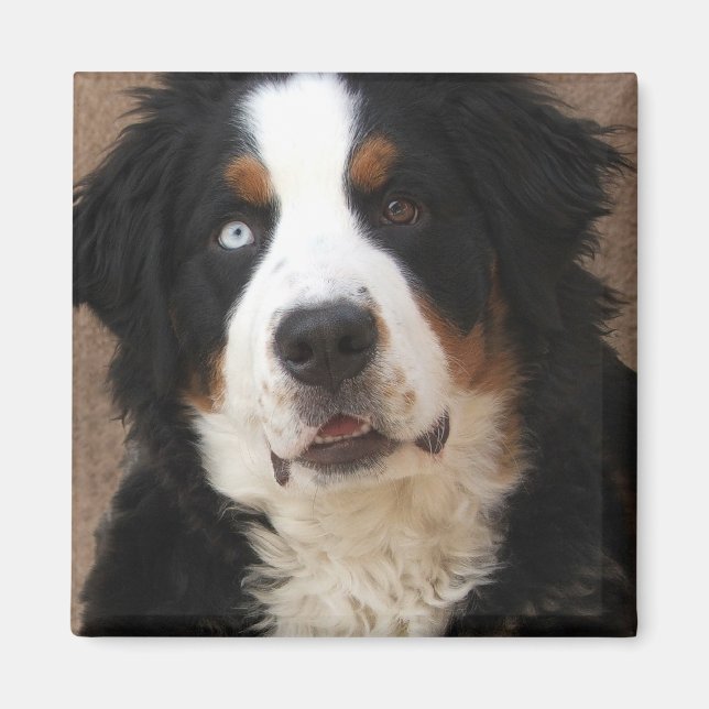 Bernese Mountain Hund Magnet 2 - "Lucy" (Framsidan)