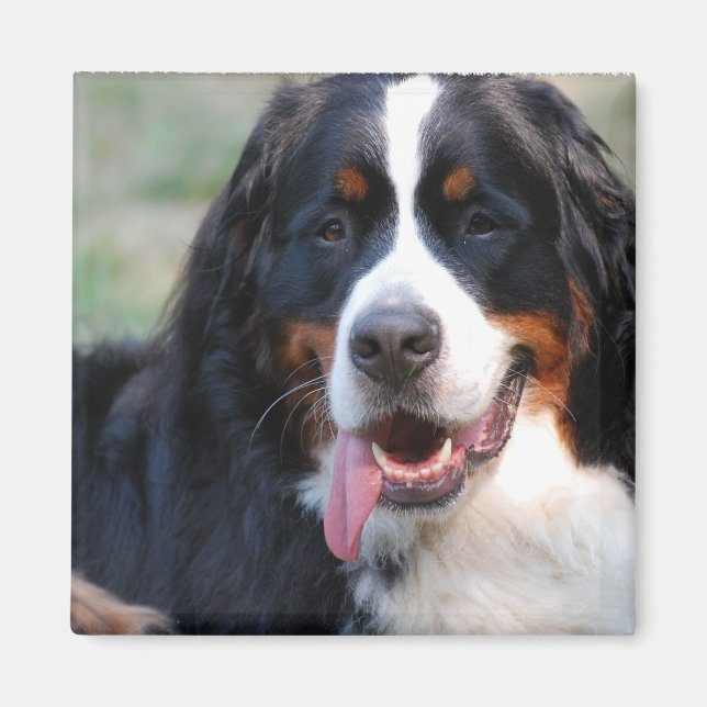 Bernese Mountain Hund med Big Tunga Magnet (Framsidan)
