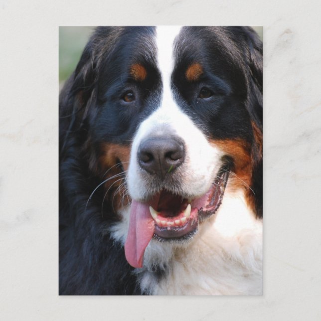 Bernese Mountain Hund med Big Tunga vycard Vykort (Framsida)