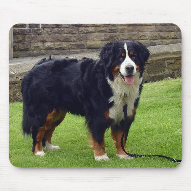 Bernese Mountain hund musmatta (Framsidan)