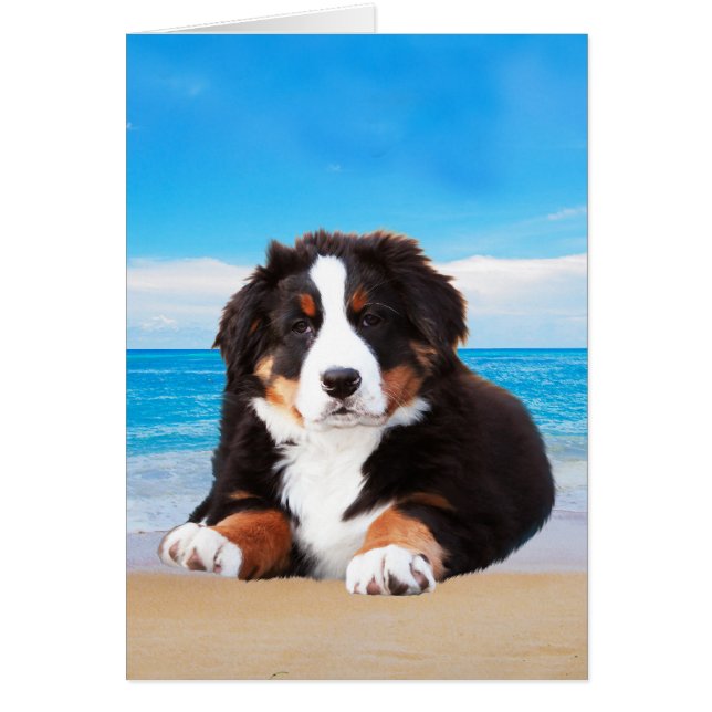 Bernese Mountain Hund om Beach i Sitta Hälsningskort (Framsidan)