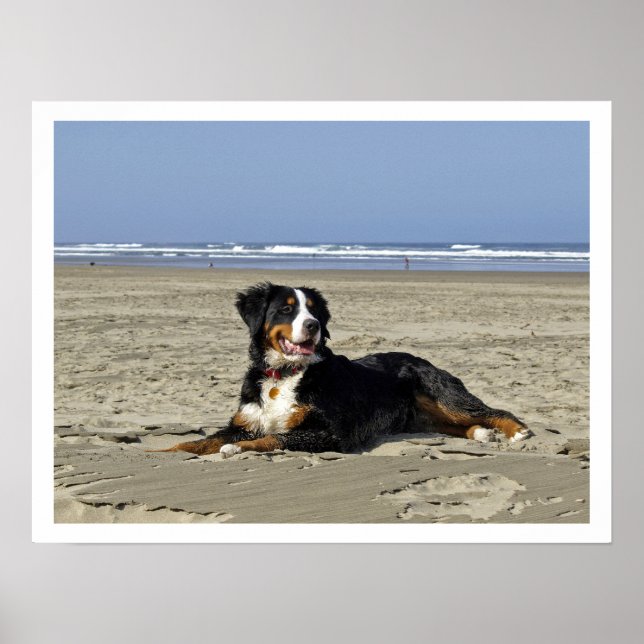 Bernese Mountain Hund på Beach Poster (Framsidan)