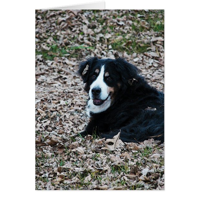 Bernese Mountain Hund på hösten Hälsningskort (Framsidan)