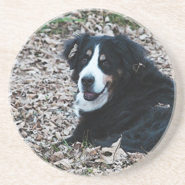 Bernese Mountain Hund på hösten Underlägg (Framsidan)