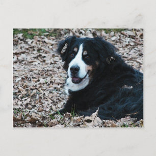 Bernese Mountain Hund på hösten Vykort