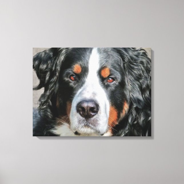 Bernese Mountain Hund Photo Image Canvastryck (Framsida)