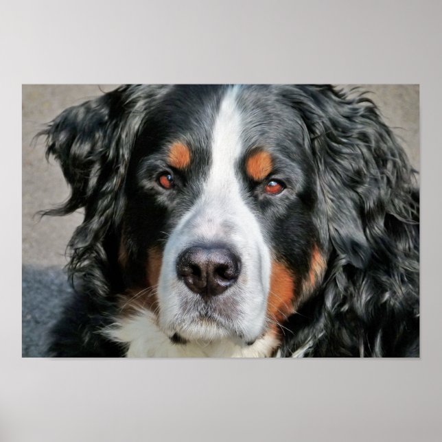 Bernese Mountain Hund Photo Image Poster (Framsidan)