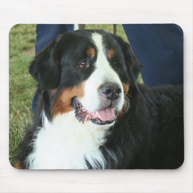 Bernese Mountain Hund Photo Musmatta (Framsidan)