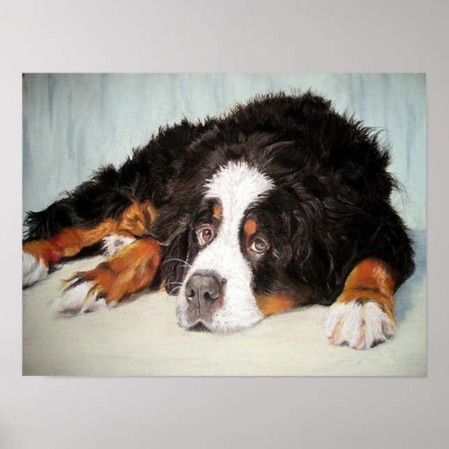 Bernese Mountain Hund Porträtt Poster Skriv ut (Framsidan)
